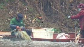 稻田吃瓜写真,田园写真里的夏日风情