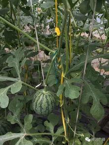 瓜田后花园吃瓜,揭秘吃瓜群众的欢乐盛宴