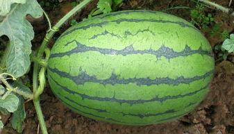 吃瓜小李爱吃西瓜,吃瓜小李的夏日西瓜情缘