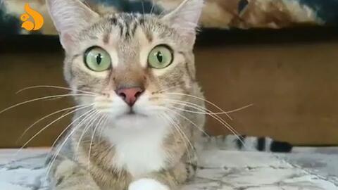 猫吃瓜瞳孔变化,瞳孔变化揭示的奇妙世界