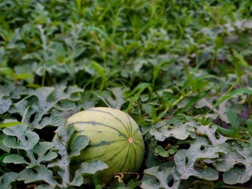 唐家村吃瓜,一场别开生面的吃瓜盛宴