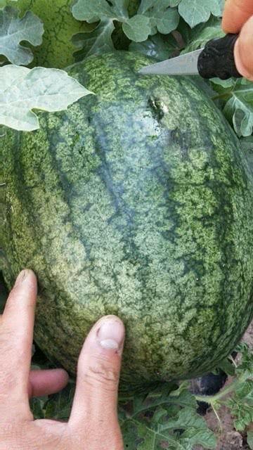 谁喜欢吃沙瓜,探寻沙瓜爱好者们的独特口味之谜