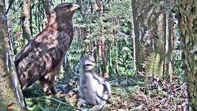 小鹰吃瓜,小鹰的瓜田奇遇记