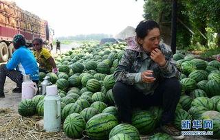甘肃陇南微县吃瓜,甘肃陇南的甜蜜诱惑
