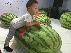 濮阳吃瓜群众事件,网络围观下的社会现象解析