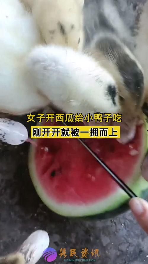 吃鸭子再吃瓜可以吗,一场味蕾的奇妙之旅